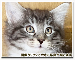 ノルウェージャンフォレストキャット