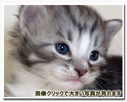 ノルウェージャンフォレストキャット