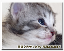 ノルウェージャンフォレストキャット