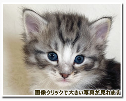 ノルウェージャンフォレストキャット