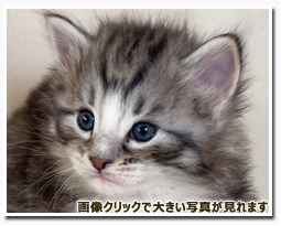 ノルウェージャンフォレストキャット