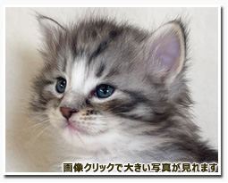 ノルウェージャンフォレストキャット