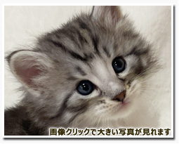 ノルウェージャンフォレストキャット