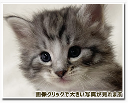 ノルウェージャンフォレストキャット