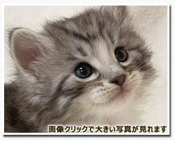 ノルウェージャンフォレストキャット