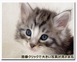 ノルウェージャンフォレストキャット