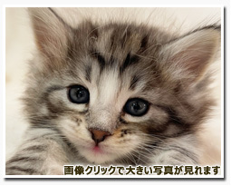 ノルウェージャンフォレストキャット