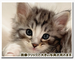 ノルウェージャンフォレストキャット