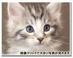 ノルウェージャンフォレストキャット