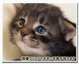 ノルウェージャンフォレストキャット