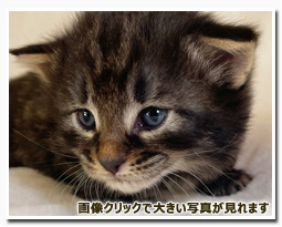 ノルウェージャンフォレストキャット