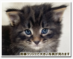 ノルウェージャンフォレストキャット