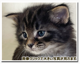 ノルウェージャンフォレストキャット