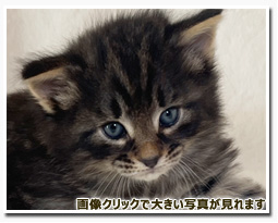 ノルウェージャンフォレストキャット