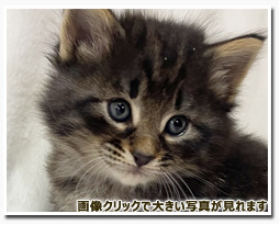 ノルウェージャンフォレストキャット