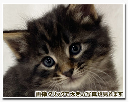 ノルウェージャンフォレストキャット