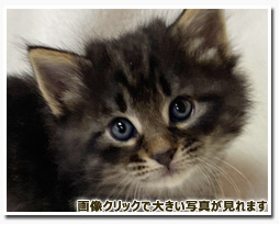 ノルウェージャンフォレストキャット