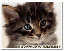 ノルウェージャンフォレストキャット