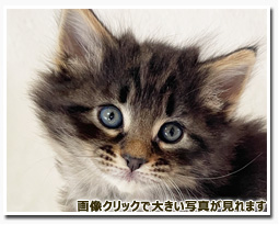 ノルウェージャンフォレストキャット