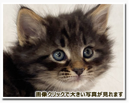 ノルウェージャンフォレストキャット