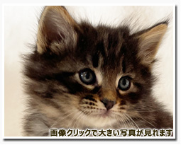 ノルウェージャンフォレストキャット