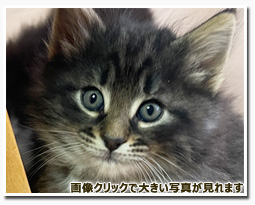 ノルウェージャンフォレストキャット