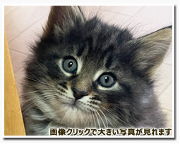 ノルウェージャンフォレストキャット