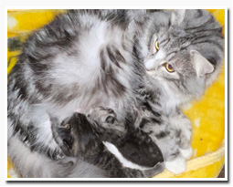 ノルウェージャンフォレストキャット