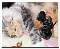 ノルウェージャンフォレストキャット