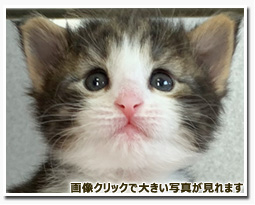 ノルウェージャンフォレストキャット