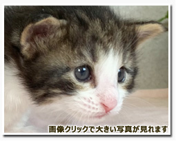 ノルウェージャンフォレストキャット