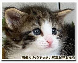 ノルウェージャンフォレストキャット