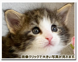 ノルウェージャンフォレストキャット