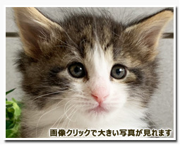 ノルウェージャンフォレストキャット