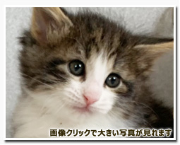 ノルウェージャンフォレストキャット