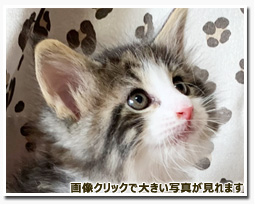 ノルウェージャンフォレストキャット