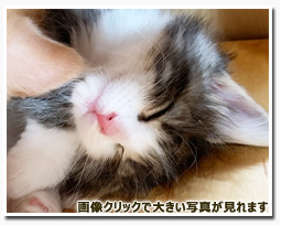 ノルウェージャンフォレストキャット