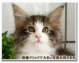 ノルウェージャンフォレストキャット
