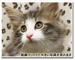 ノルウェージャンフォレストキャット