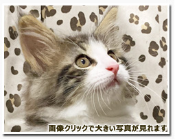 ノルウェージャンフォレストキャット