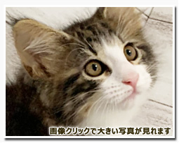 ノルウェージャンフォレストキャット