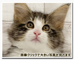 ノルウェージャンフォレストキャット