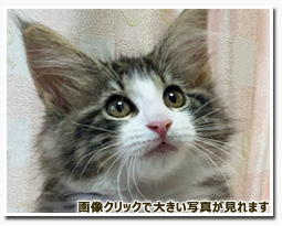 ノルウェージャンフォレストキャット