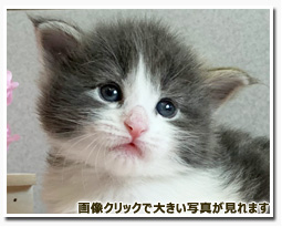 ノルウェージャンフォレストキャット