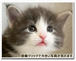 ノルウェージャンフォレストキャット