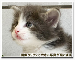 ノルウェージャンフォレストキャット