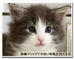 ノルウェージャンフォレストキャット