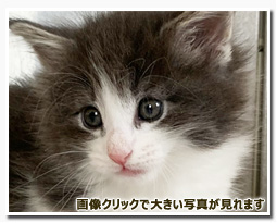 ノルウェージャンフォレストキャット