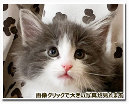 ノルウェージャンフォレストキャット