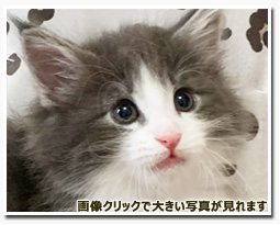 ノルウェージャンフォレストキャット